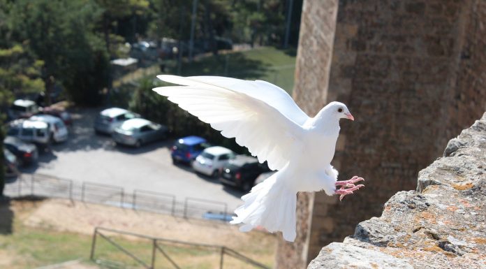 הדרך הטובה ביותר להרחיק את היונים מהמרפסת